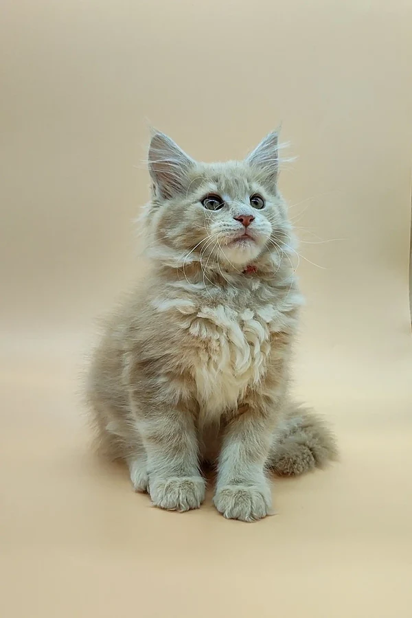 Maine Coon kittens for sale, Maine Coon kittens for sale in USA