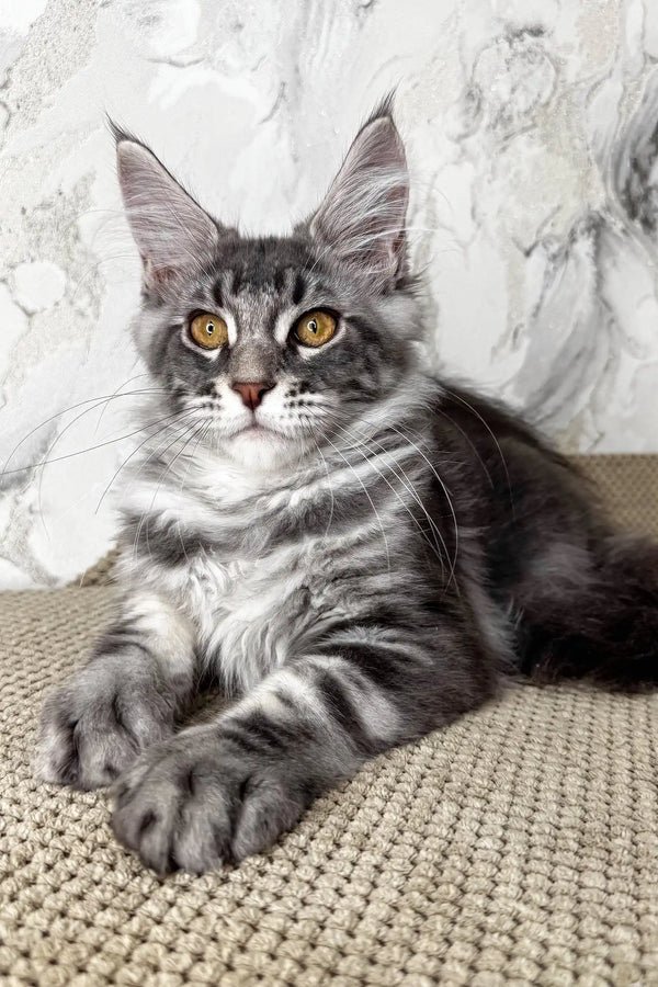 Maine Coon Cats For Adoption, Maine Coon Rescue