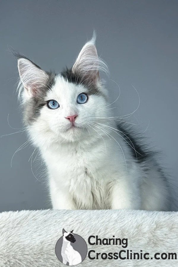 Maine Coon kittens for sale, maine coon kittens for sale in usa, Maine Coon kittens for sale $450
