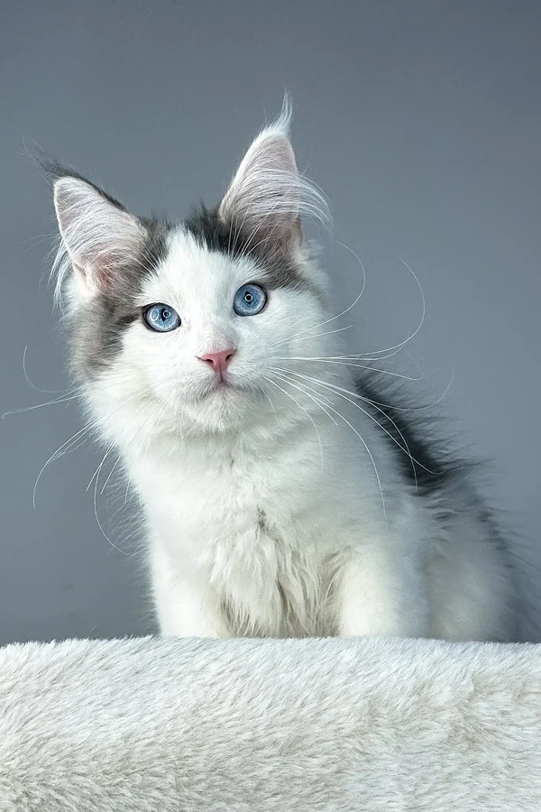 Maine Coon Rescue Ohio, Maine Coon rescue Cleveland Ohio, Maine coon rescue ohio craigslist
