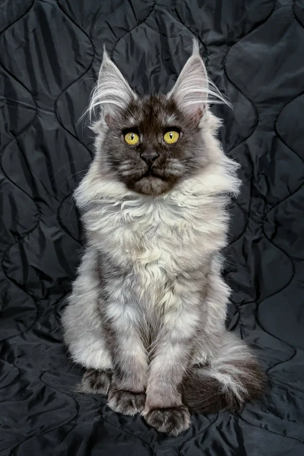 Maine Coon Cats For Adoption