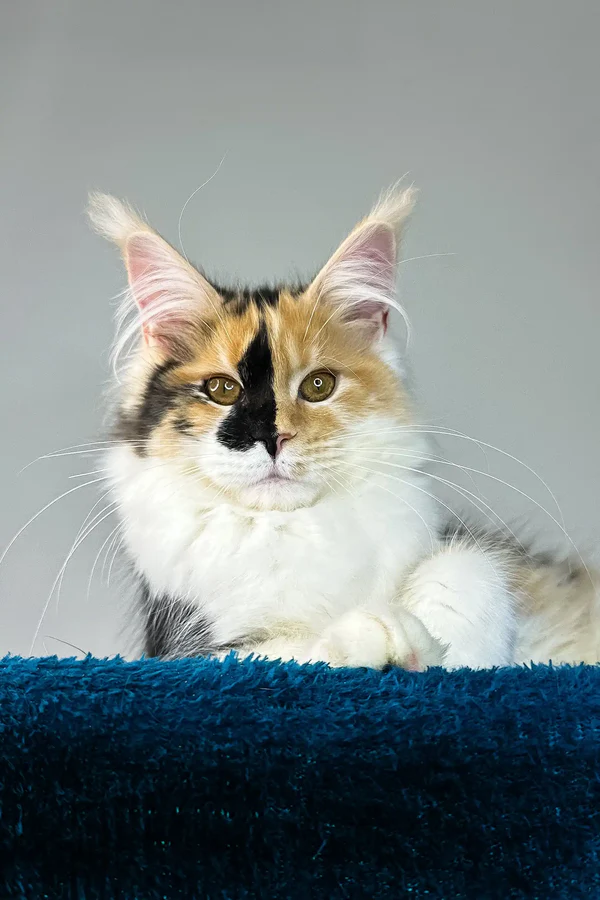 Kittens for sale, Exotic Cats For Sale Near Your