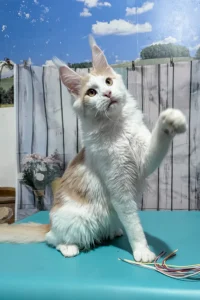 Yankee - red smoke bicolor